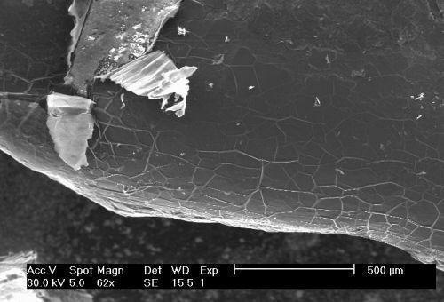 origami on hollowed shell, partly disrupted by handling