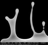 dendrites precipitated from cobalt